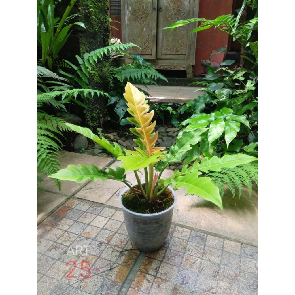 Philodendron 'Golden Saw' Philo Sesuai Foto