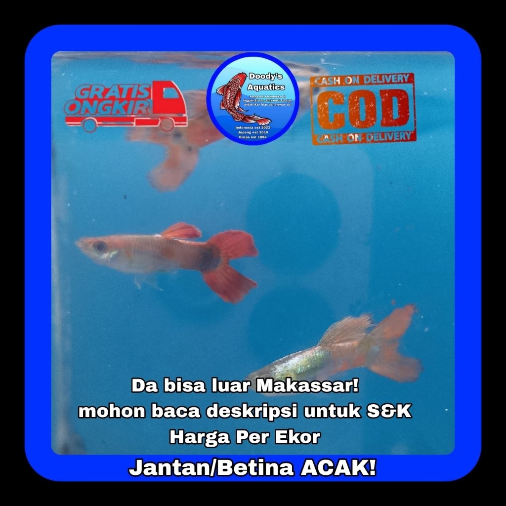 Guppy PRT Double Sword Tail mohon baca deskripsi untuk S&K