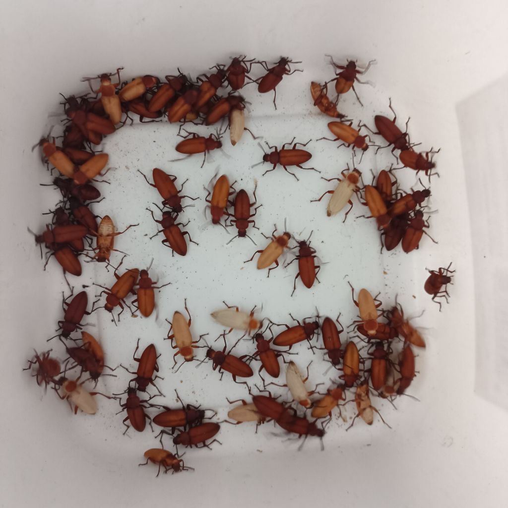 Kepik Ulat Jerman 100 Ekor | Indukan Ulat Jerman | Kumbang Ulat Jerman | Kepik Ulat Jerman Hidup