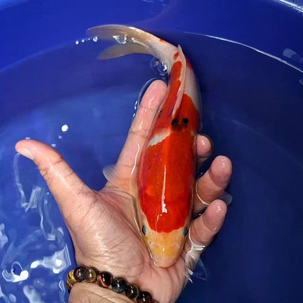 Ikan Koi Blitar Jenis Sanke / Rumah Koi Jakarta / kode 002