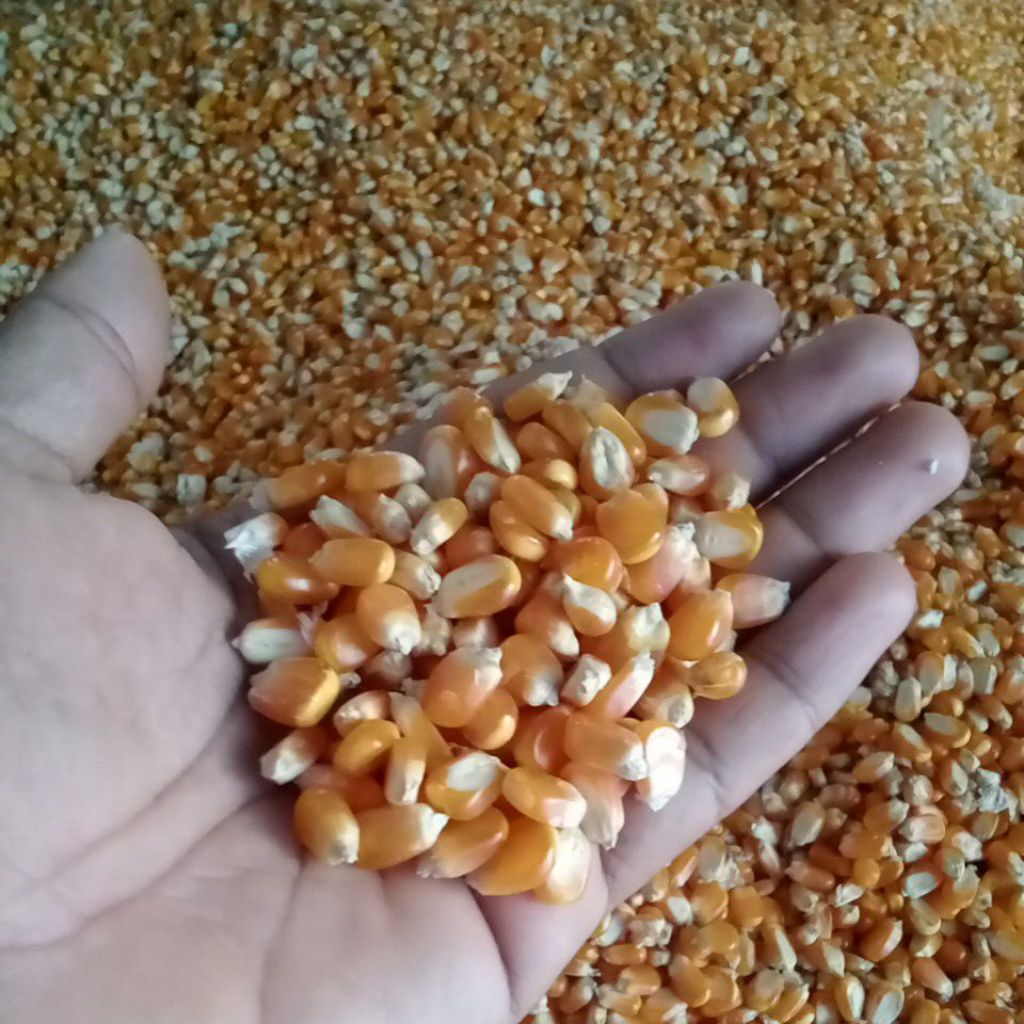 1000g  Jagung kuning pipil kering bersih Per 1000g- Jagung Kering Bersih, Nutrisi Lengkap, Alami, La