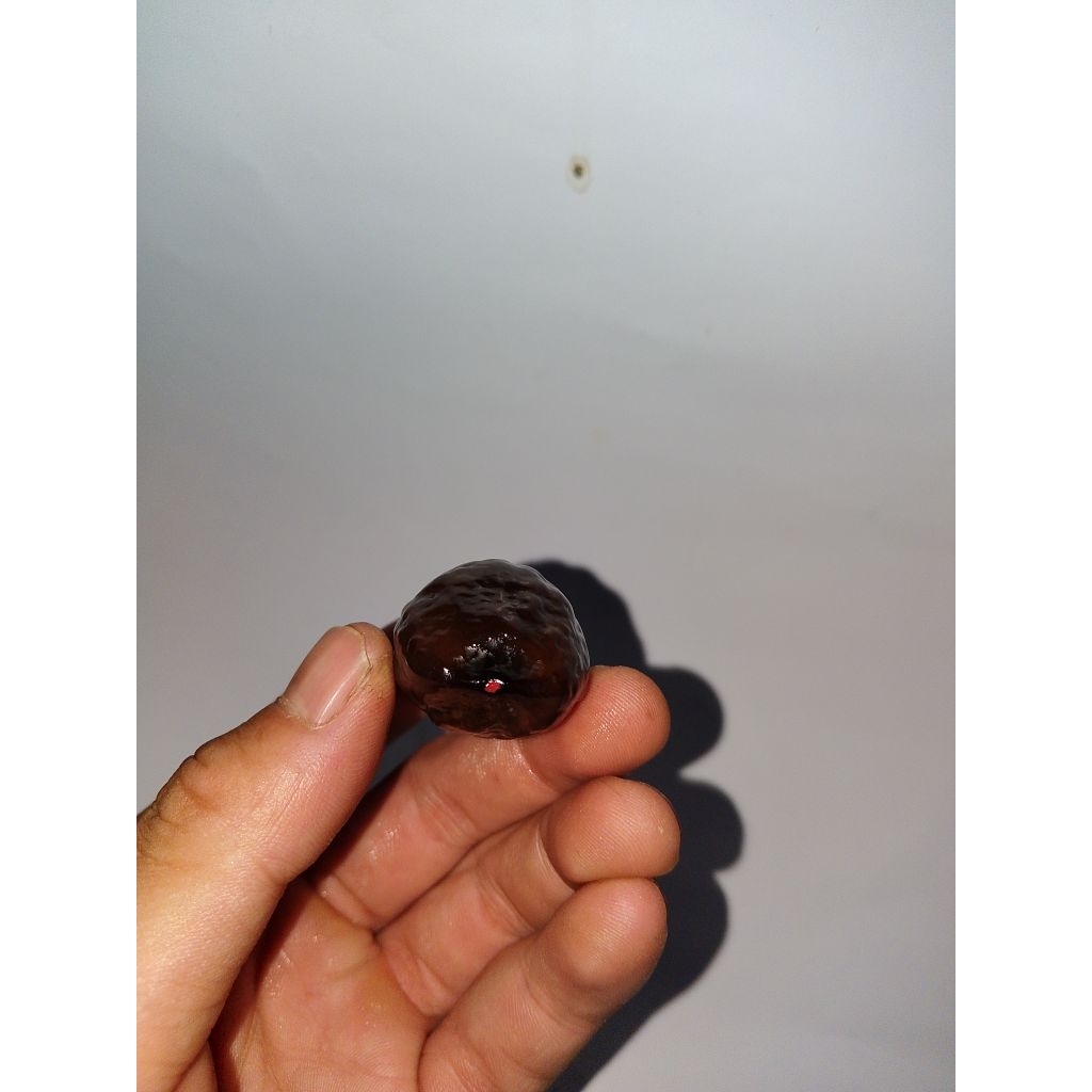 Muncang Kemiri Adu jenis JAYANTI SI PETIR (artisan produk garut)