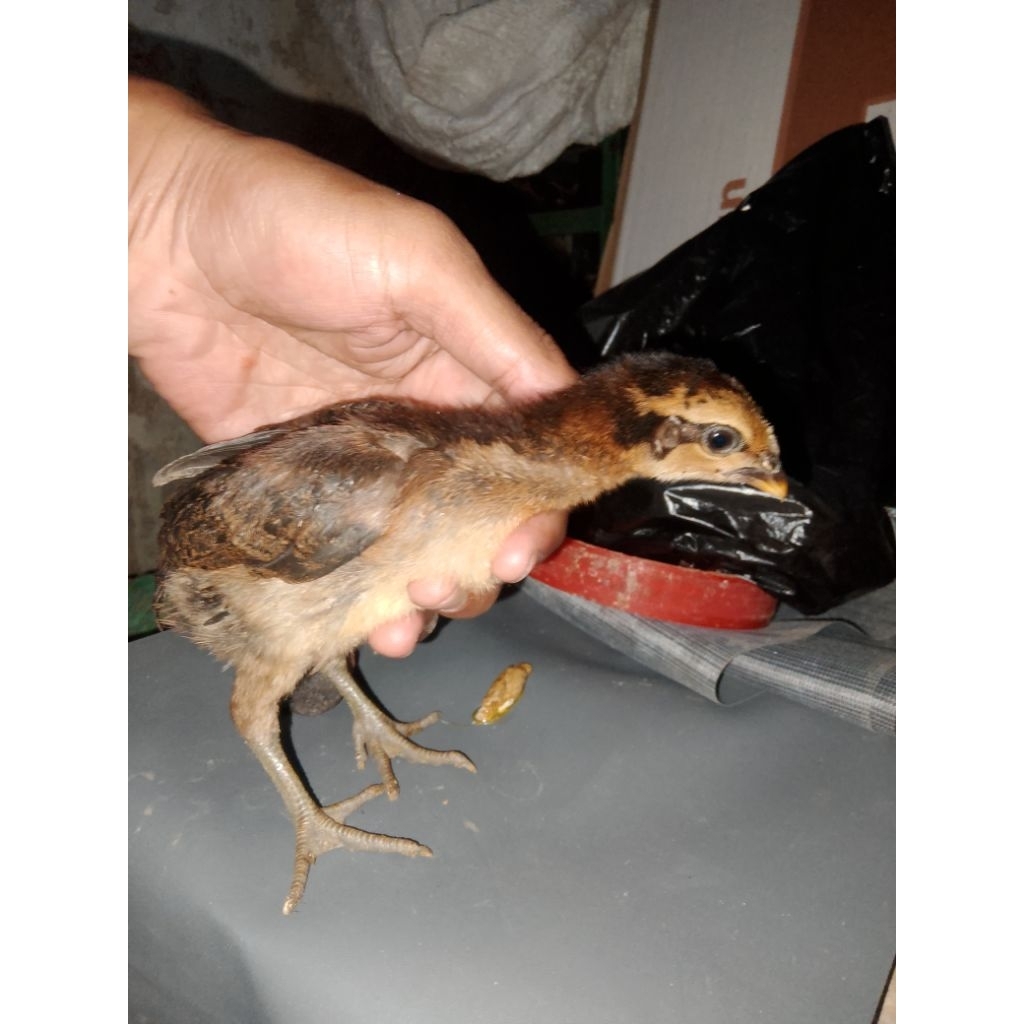 anak ayam pelung asli jumbo
