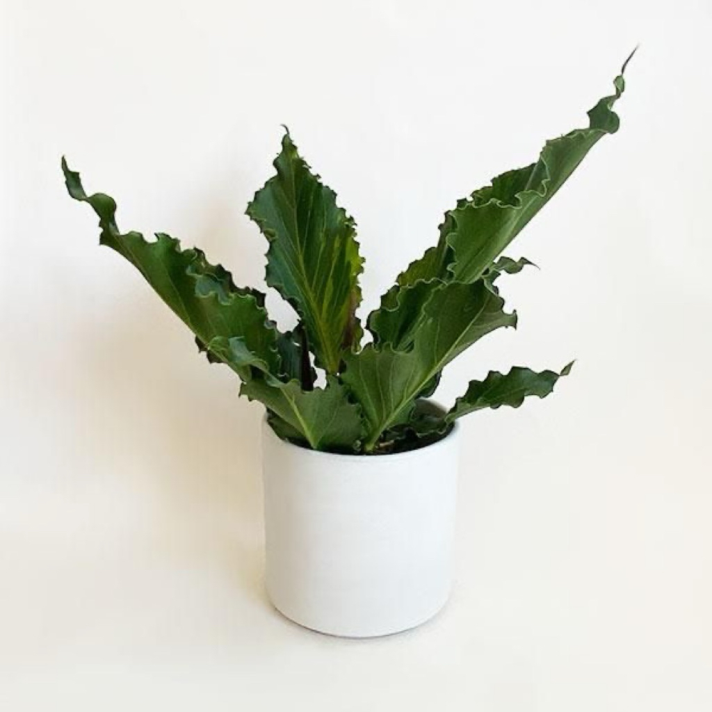 Gelombang cinta | Tanaman antorium gelombang cinta | Anthurium gelombang cinta | Anthurium plowmanii