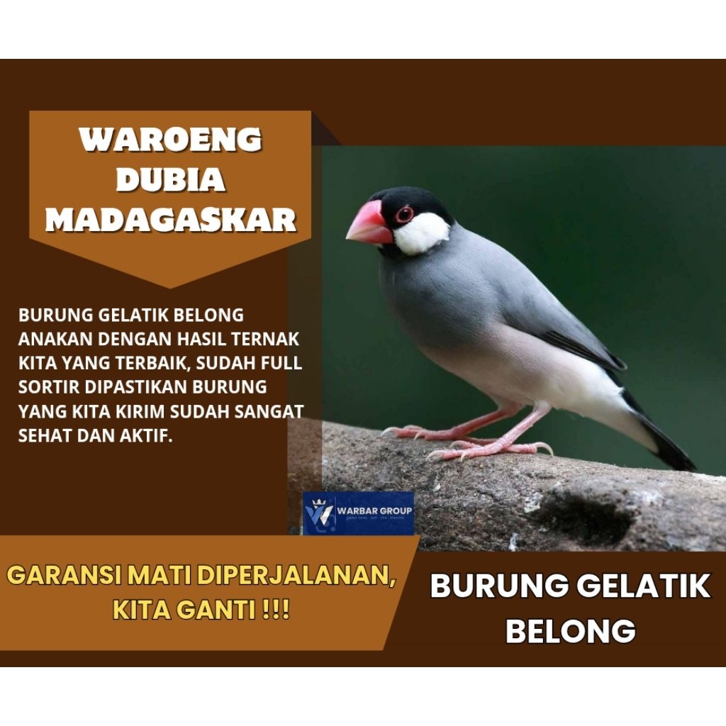 Burung gelatik belong anakan KUALITAS DARI INDUKAN GRADE A ( GARANSI )