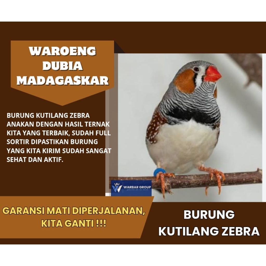 Burung kutilang zebra anakan KUALITAS DARI INDUKAN GRADE A ( GARANSI )