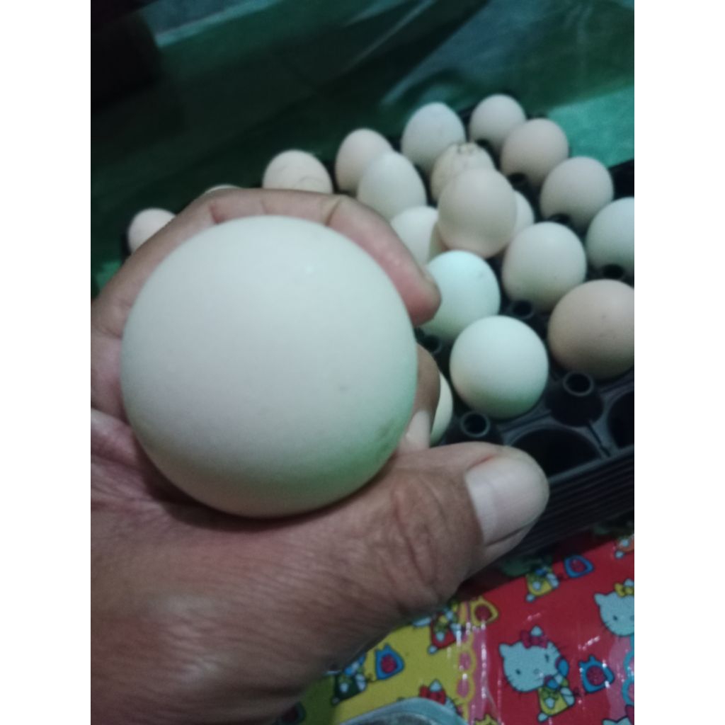telur tetas ayam kuntara 4