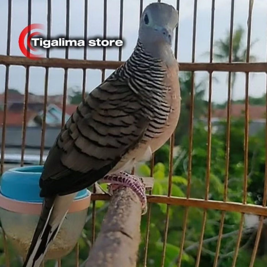 PERKUTUT LOKAL ASLI BLORA PILIHAN jANTAN