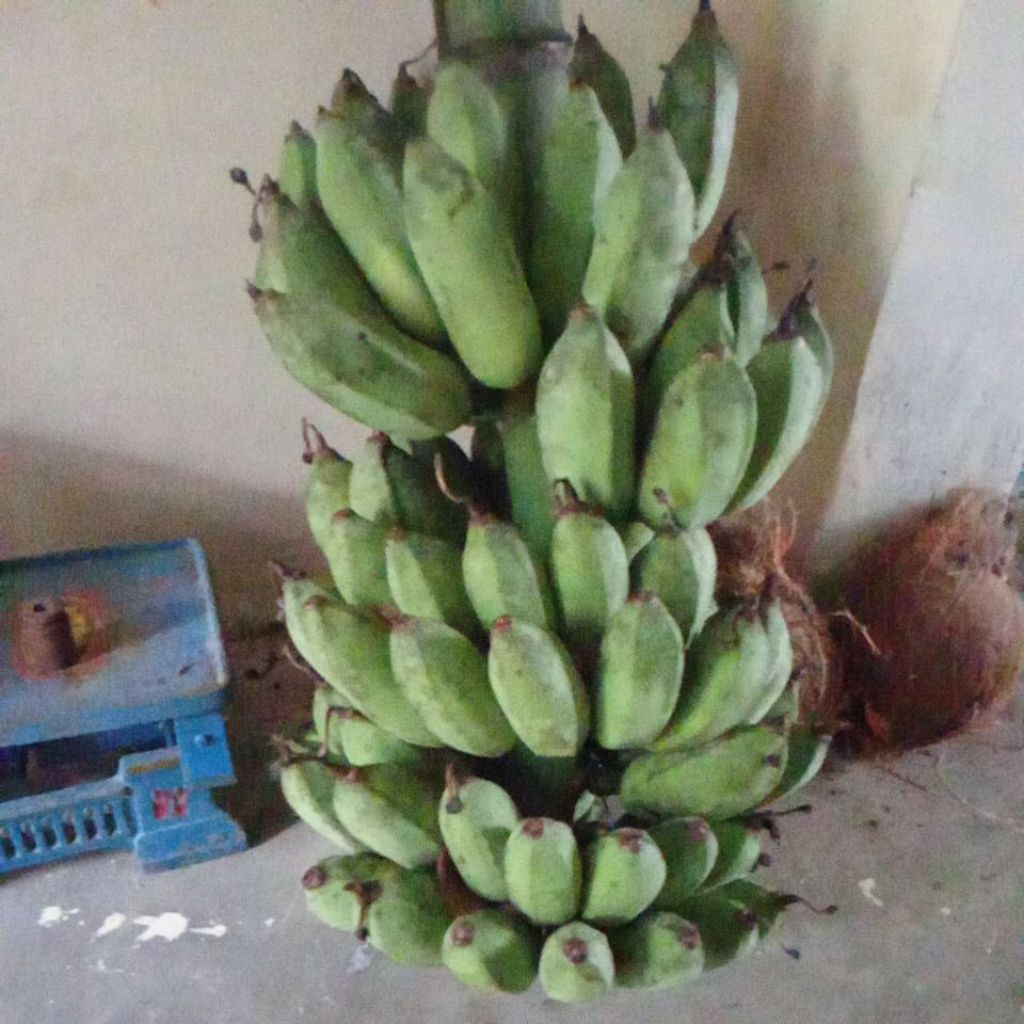 pisang raja bandung