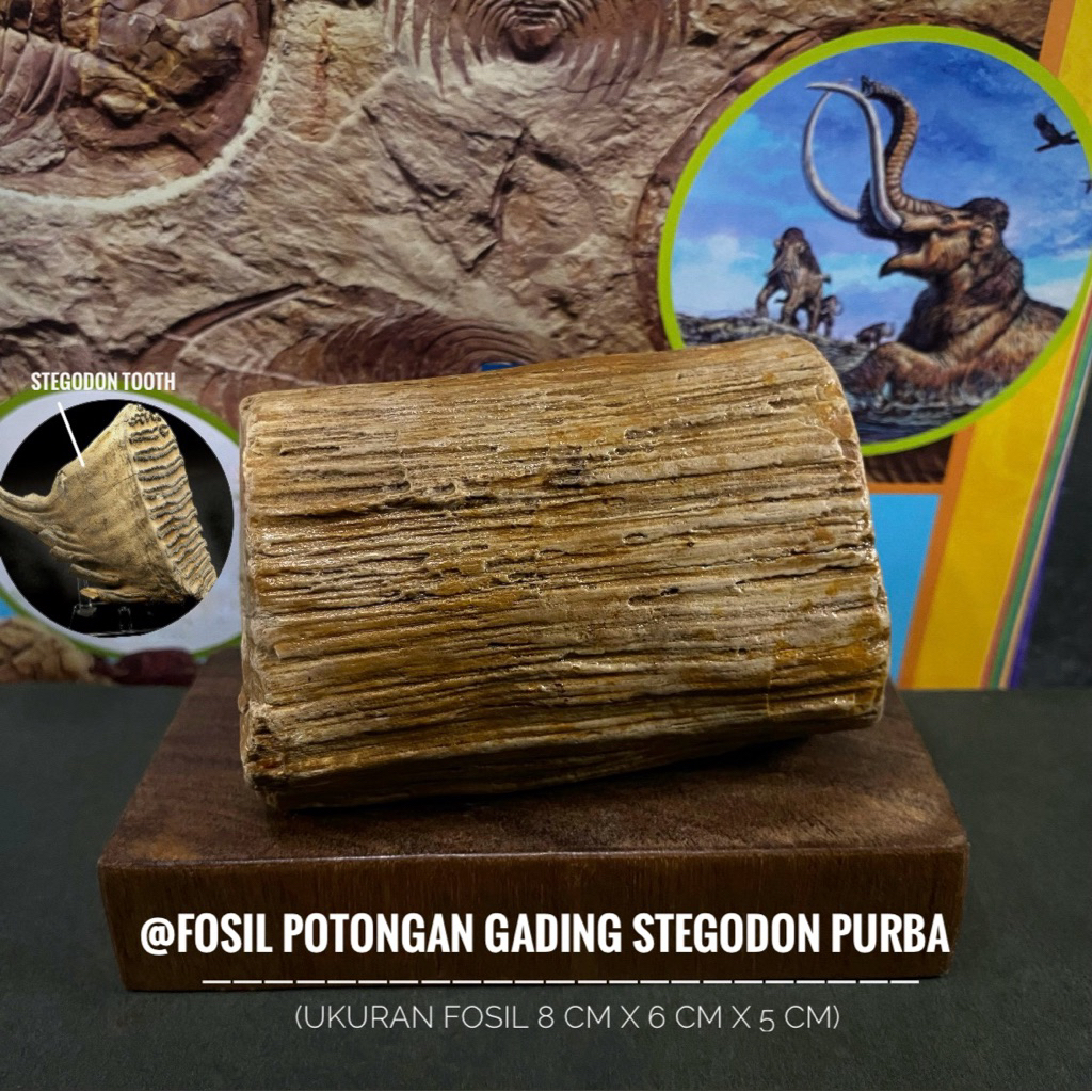 Fosil Gading Gajah Stegodon Purba R9 atau Fosil Gading Stegodon Temuan atau Fossil Hewan Mamalia