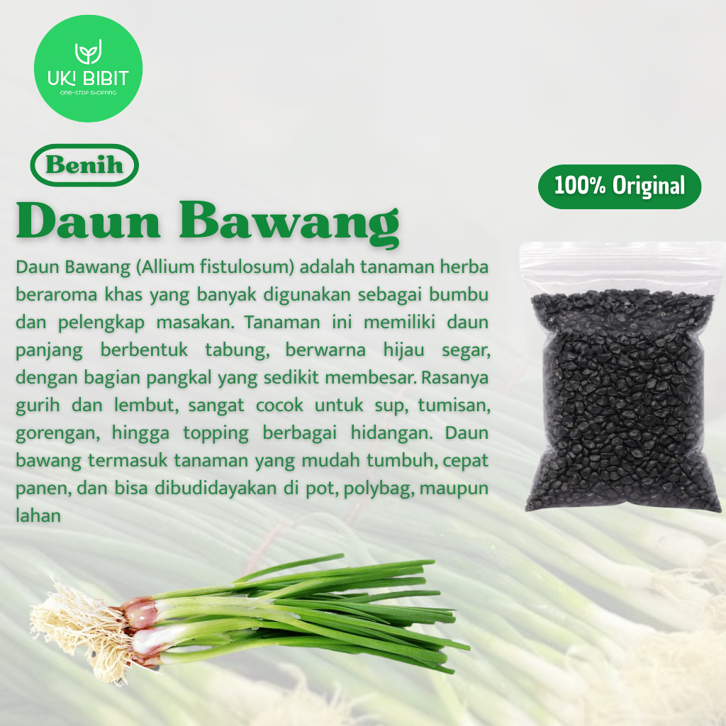 ( 10 Gram ) Benih Biji Daun Bawang Dataran Rendah | Bawang Daun | Allium Fistulosum