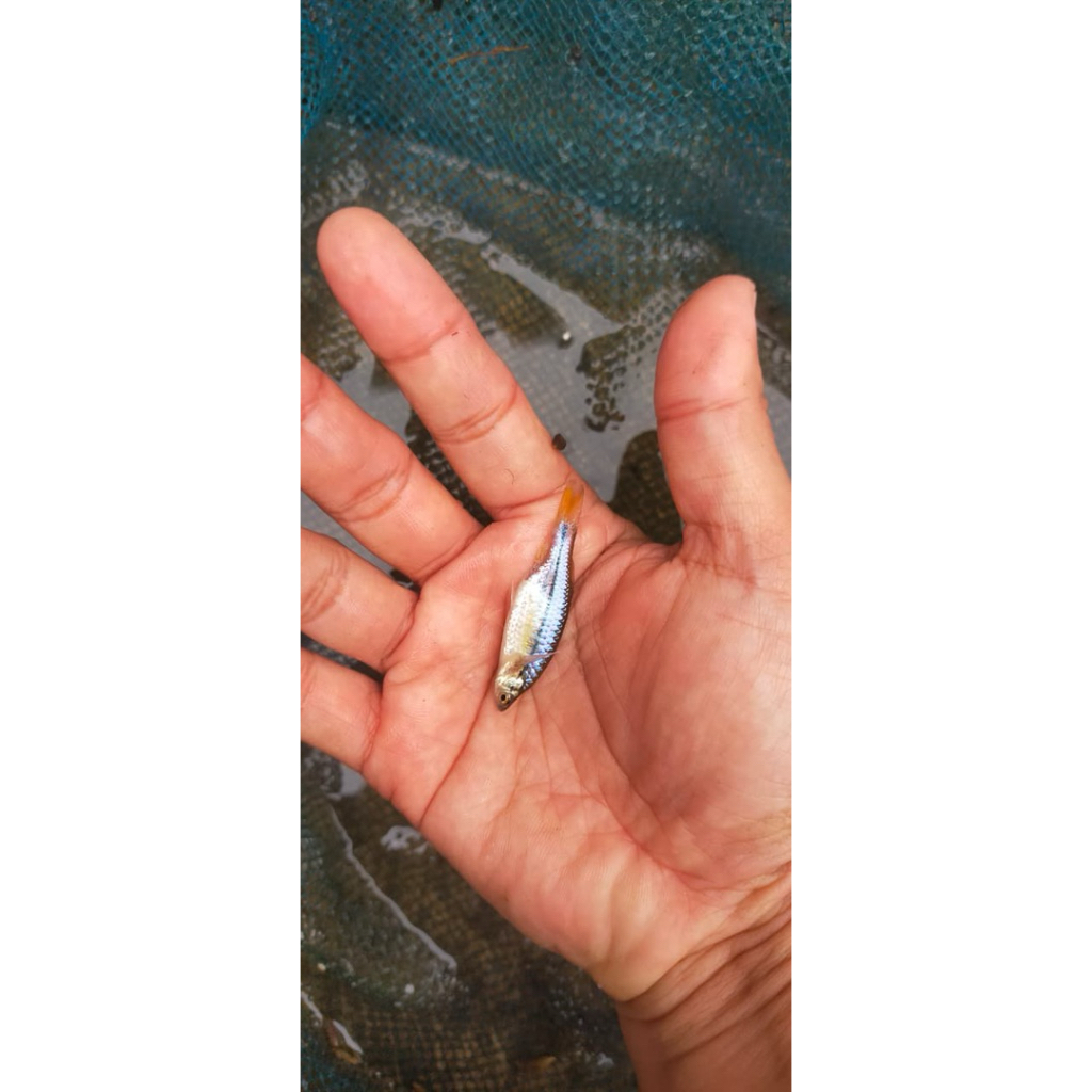 Wader Pari/Rasbora Lateristriata