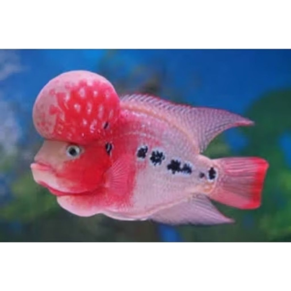 Kamfa F2 Ori Thailand Super Red Louhan Bigsize