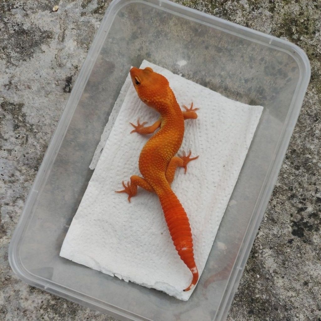 MAINAN ANAK GECKO_SHTCTB JUVE FEMALE