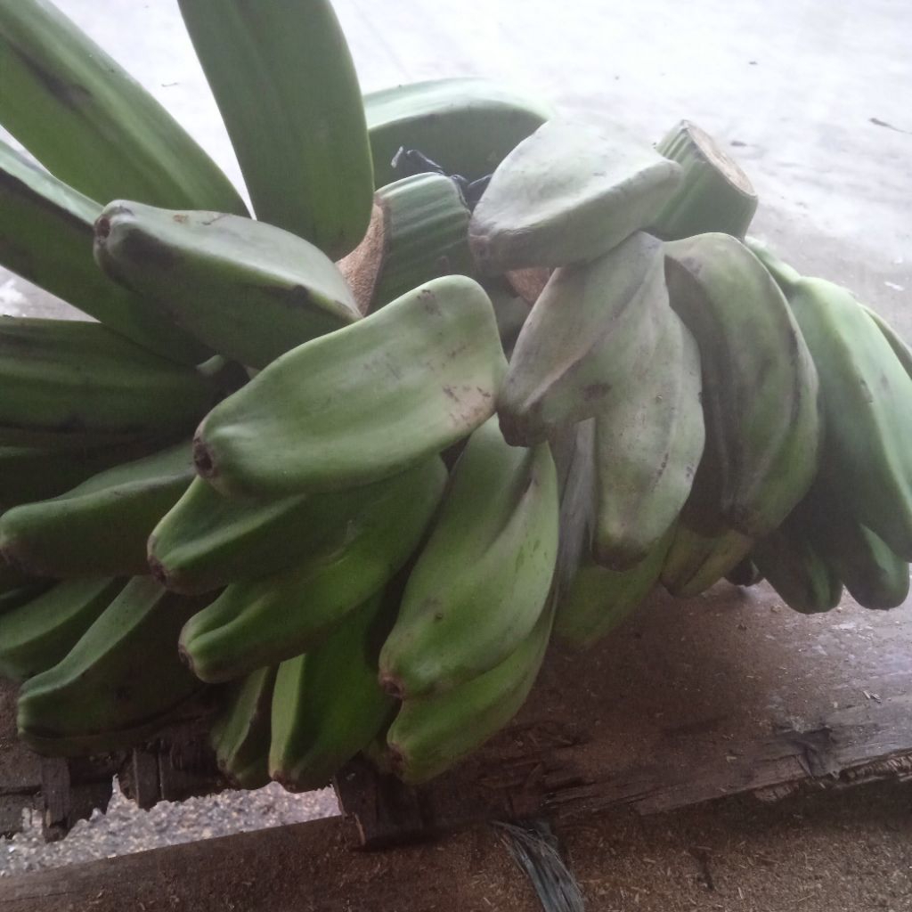 Pisang Kepok Mentah/matang