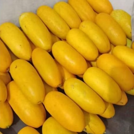 TIMUN SURI / BUAH TIMUN SURI PER BUAH