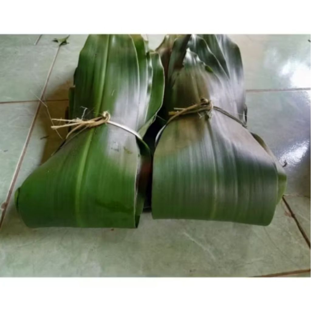 daun hanjuang 1kg daun hanjuang segar di petik langsung siap kirim