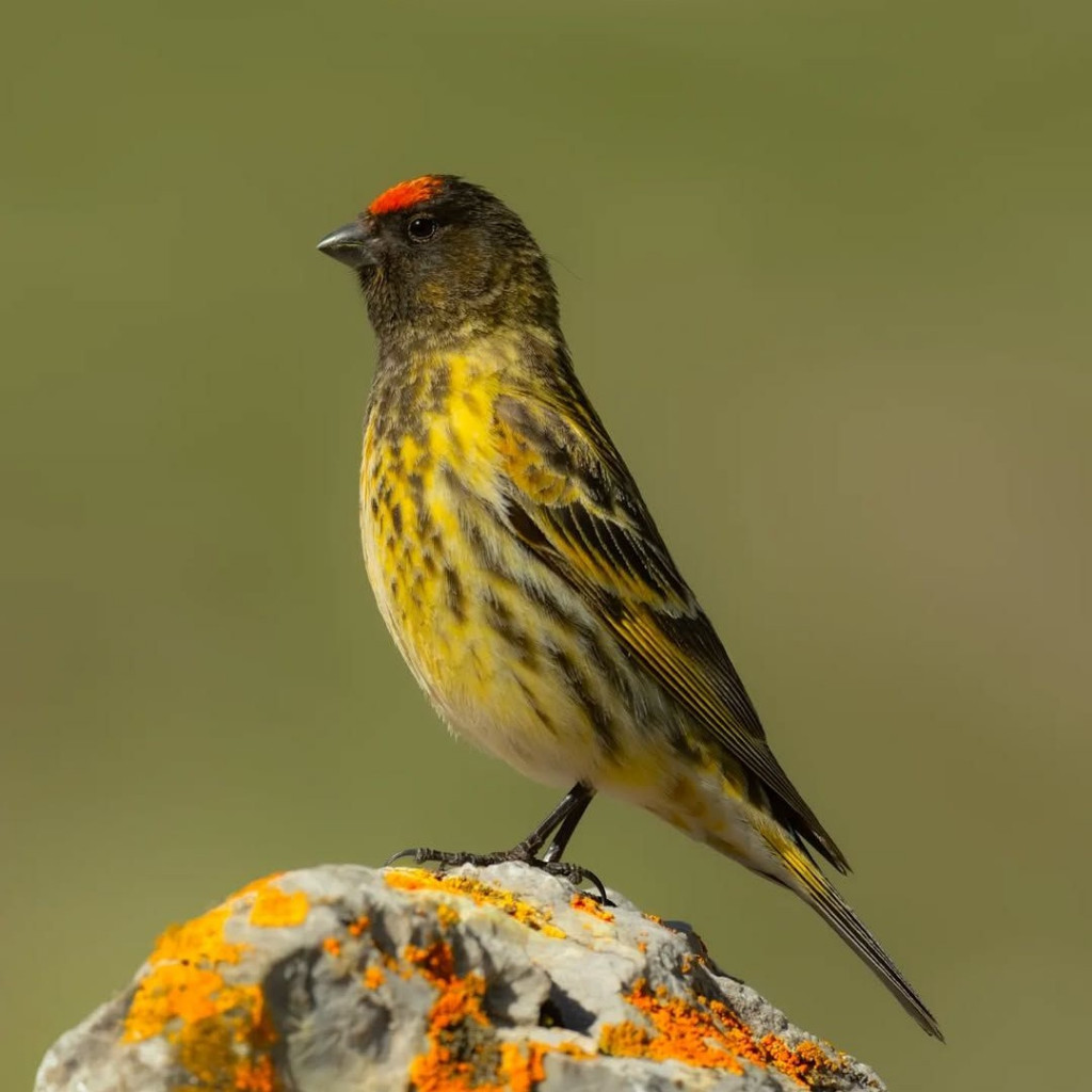 Burung Kenari Dahi Merah Fire Fronted Ferin Pilihan Jantan Kicauan Merdu