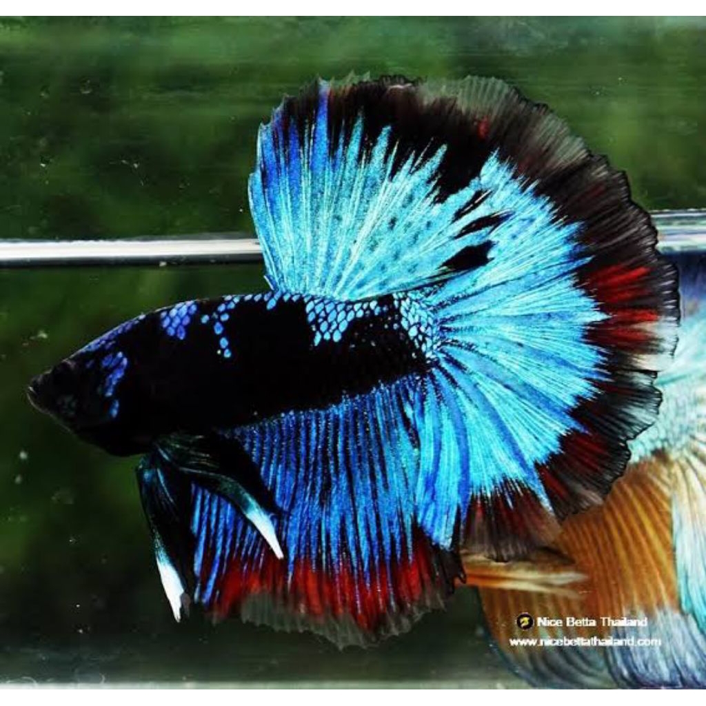 Pajangan Halfmoon Avatar