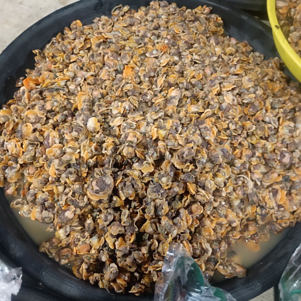 DAGING KERANG DARAH 250GR KUPAS SEGAR FROZEN JUMBO / KERANG DARA KUPAS 250gr