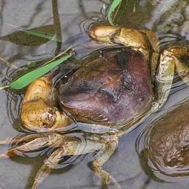 Kepiting Sawah/yuyu Segar Kiloan - 1kg