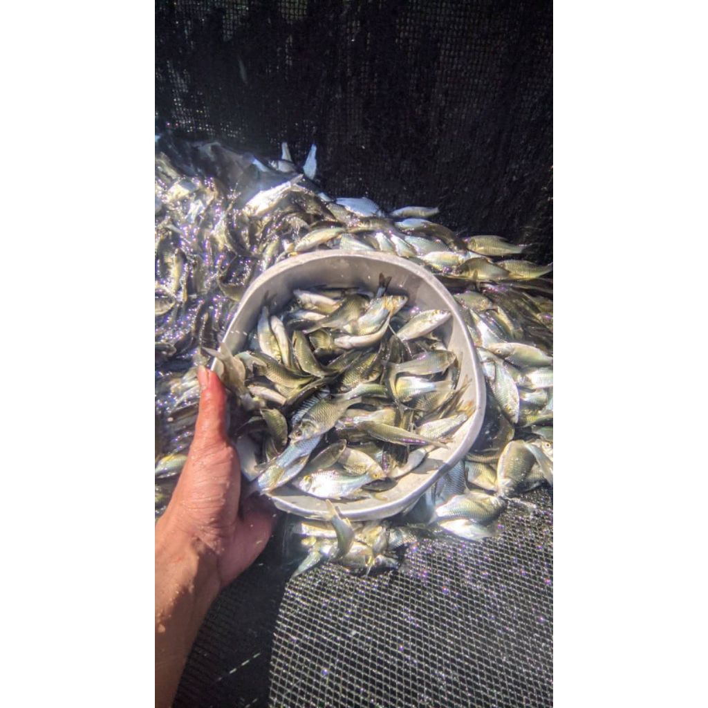 BIBIT IKAN TAWES 200 EKOR (KHUSUS INSTANT)