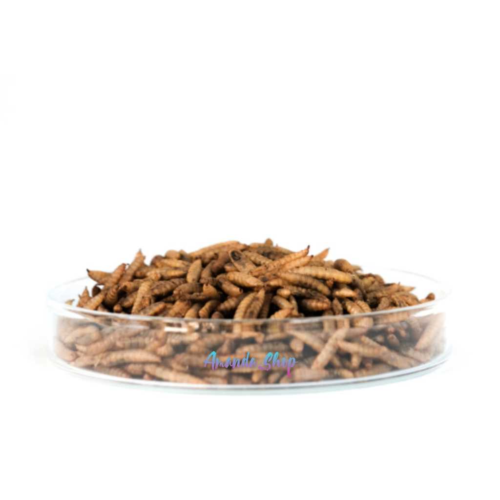 Maggot Kering BSF Grade A - /Dried Maggot  Tinggi Protein, Tidak Berminyak, 50 gram,100gram,150gram.