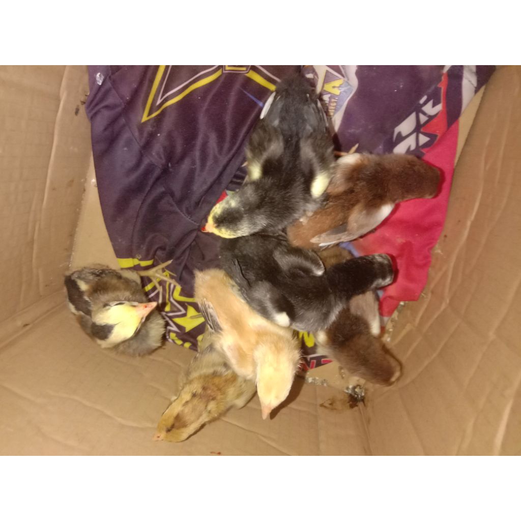 Anak Ayam /DOC  Pakhoy x Ekor lidi 3 Minggu