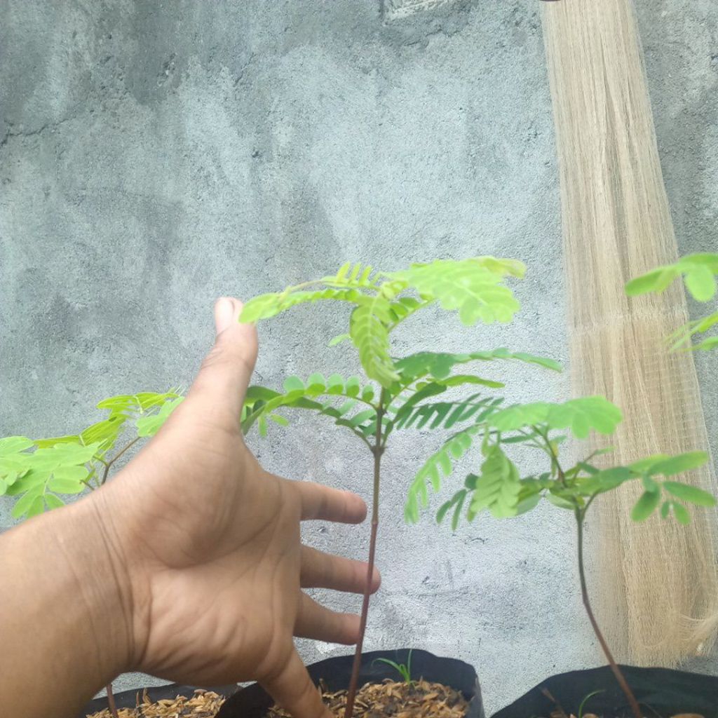 bibit bonsai asem jawa semai biji