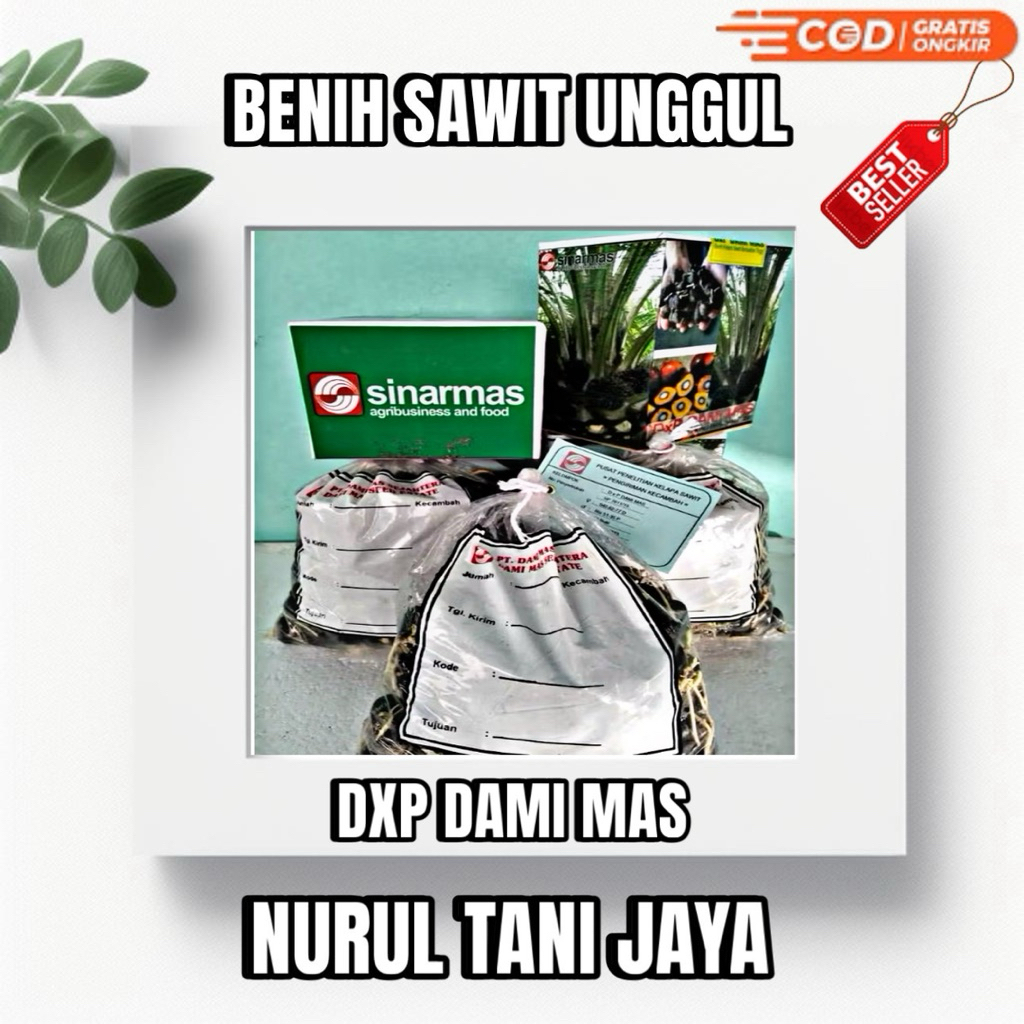 BIBIT SAWIT UNGGULAN DXP DAMI MAS ORIGINAL SUDAH DAPAT SERTIFIKAT