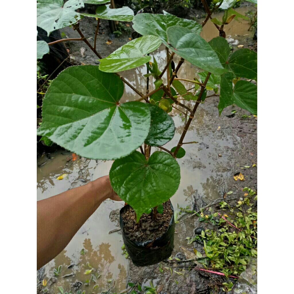 bibit bonsai waru taiwan