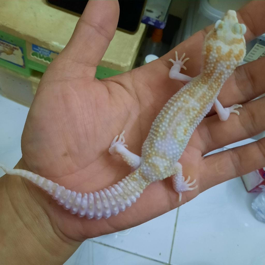 Sesuai foto Mainan Gecko Leopard Super Snow Raptor