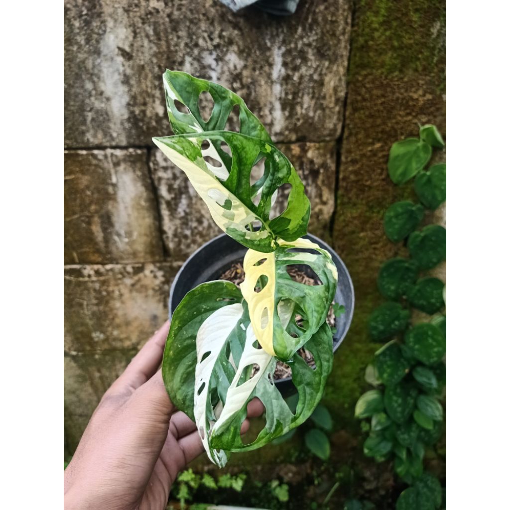 Monstera adansonii variegata / janda bolong variegata