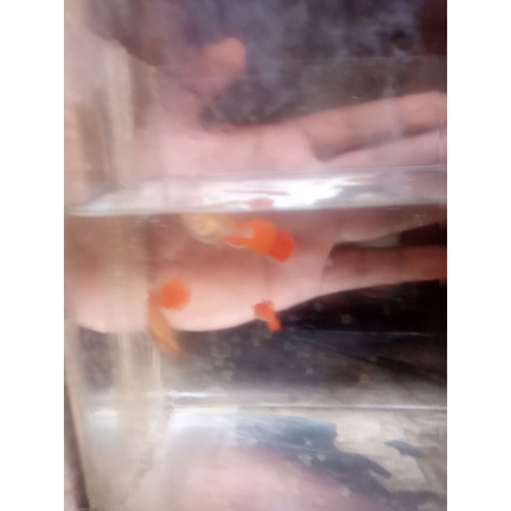 gambar guppy afr sepasang
