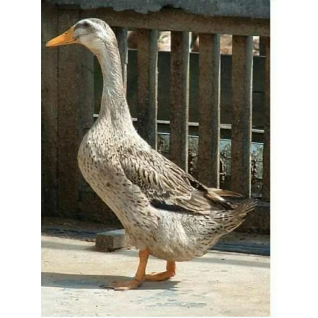 TELUR FERTIL BEBEK ALABIO PETELUR HANDAL UNTUK DI TETEASKAN