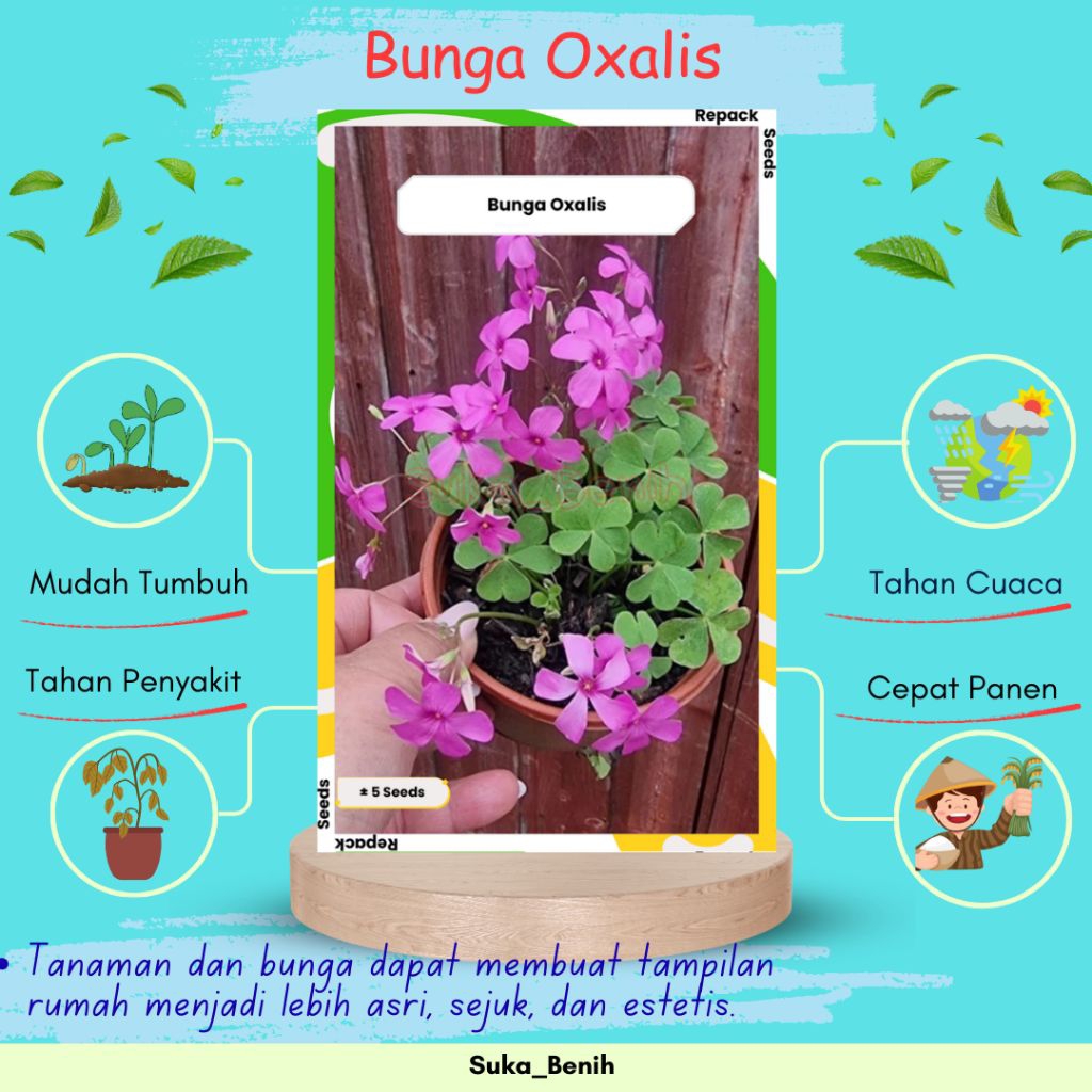 Benih/Bibit  Bunga Oxalis Isi 5 Biji – Tanaman Hias Cantik, Mekar Menawan & Mudah Tumbuh