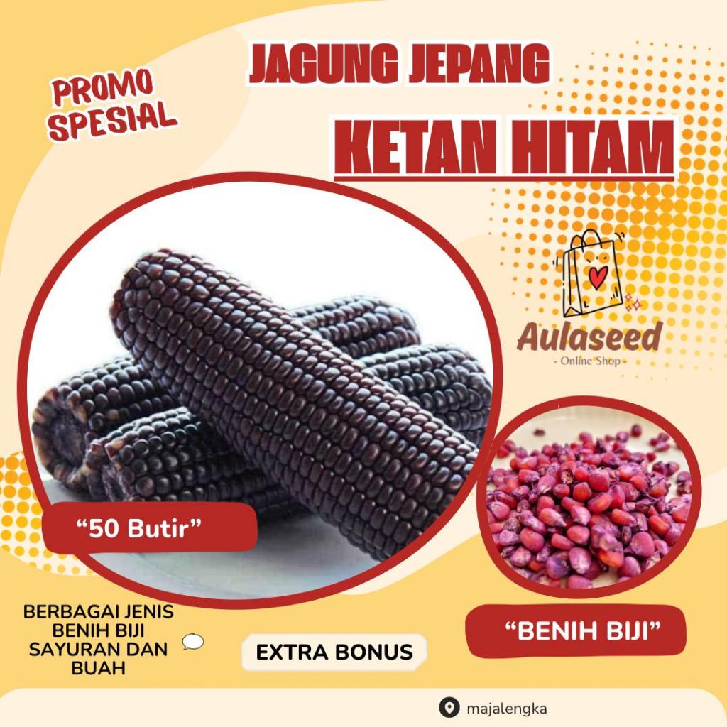 50 Butir> Benih Biji Jagung Ketan Hitam > Jagung Jepang Hitam> Bibit Jagung