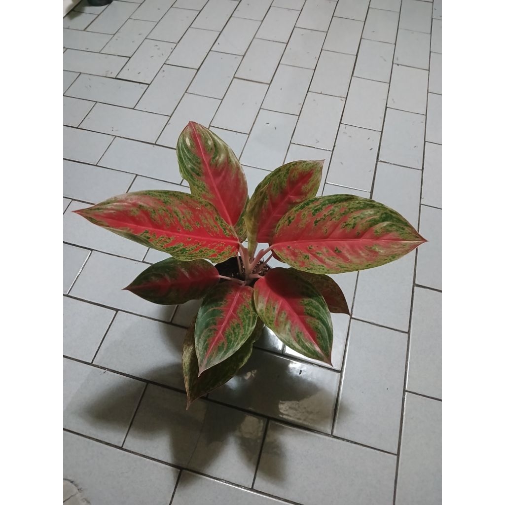 Aglaonema red regency dewasa