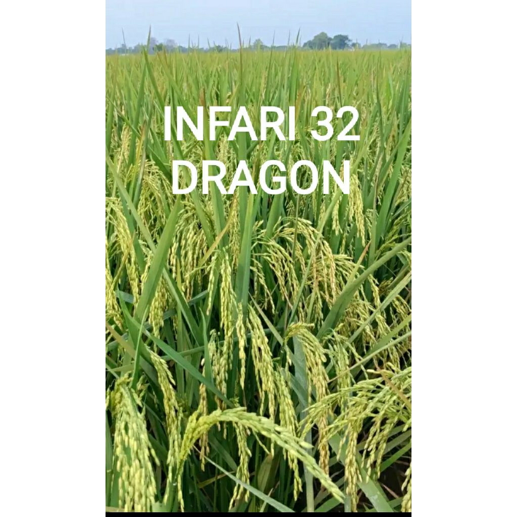 1.KG ) BENIH PADI INFARI 32 DRAGON