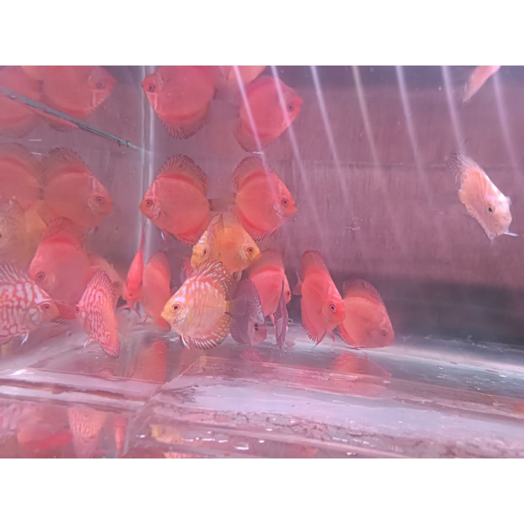 PAKET DISCUS 3 EKOR 4CM-2INCH RANDOM