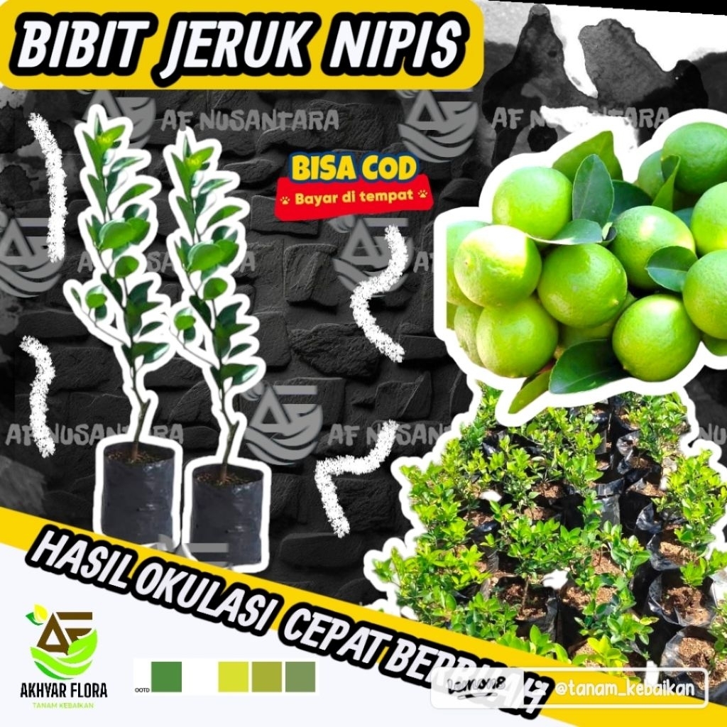 Bibit Jeruk Nipis Hasil Okulasi Cepat Berbuah Tanaman Buah Jeruk Nipis