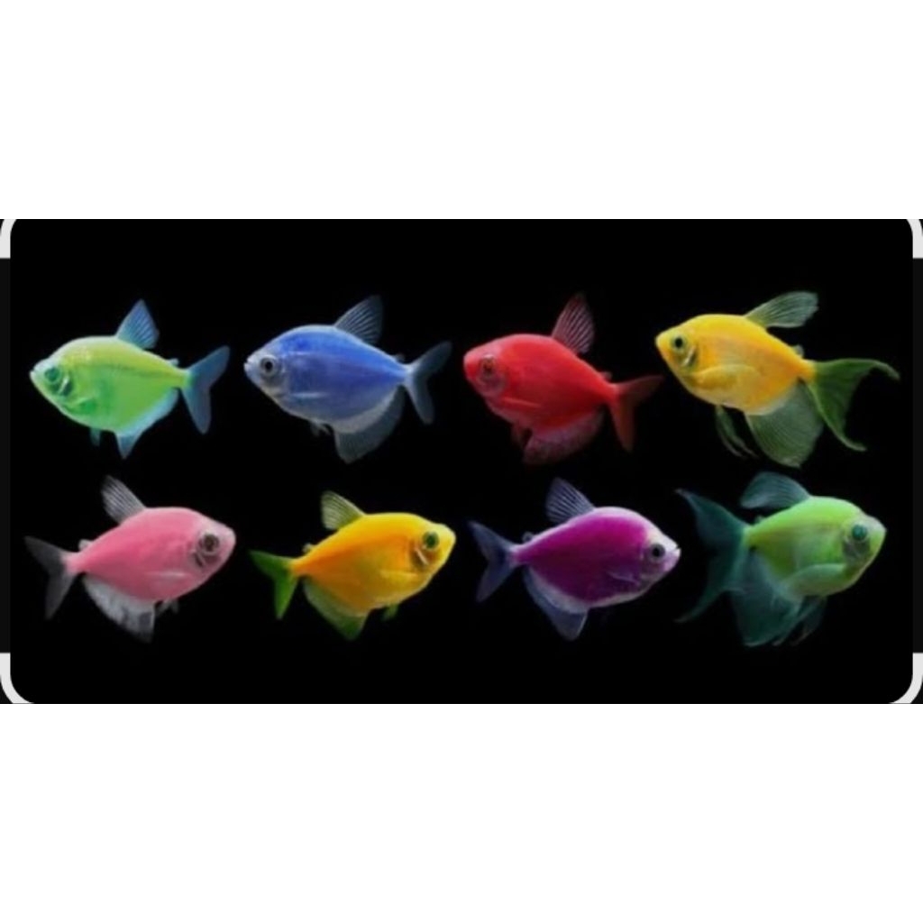 IKAN TELETUBBIES JUMBO-HIASAN AQUARIUM