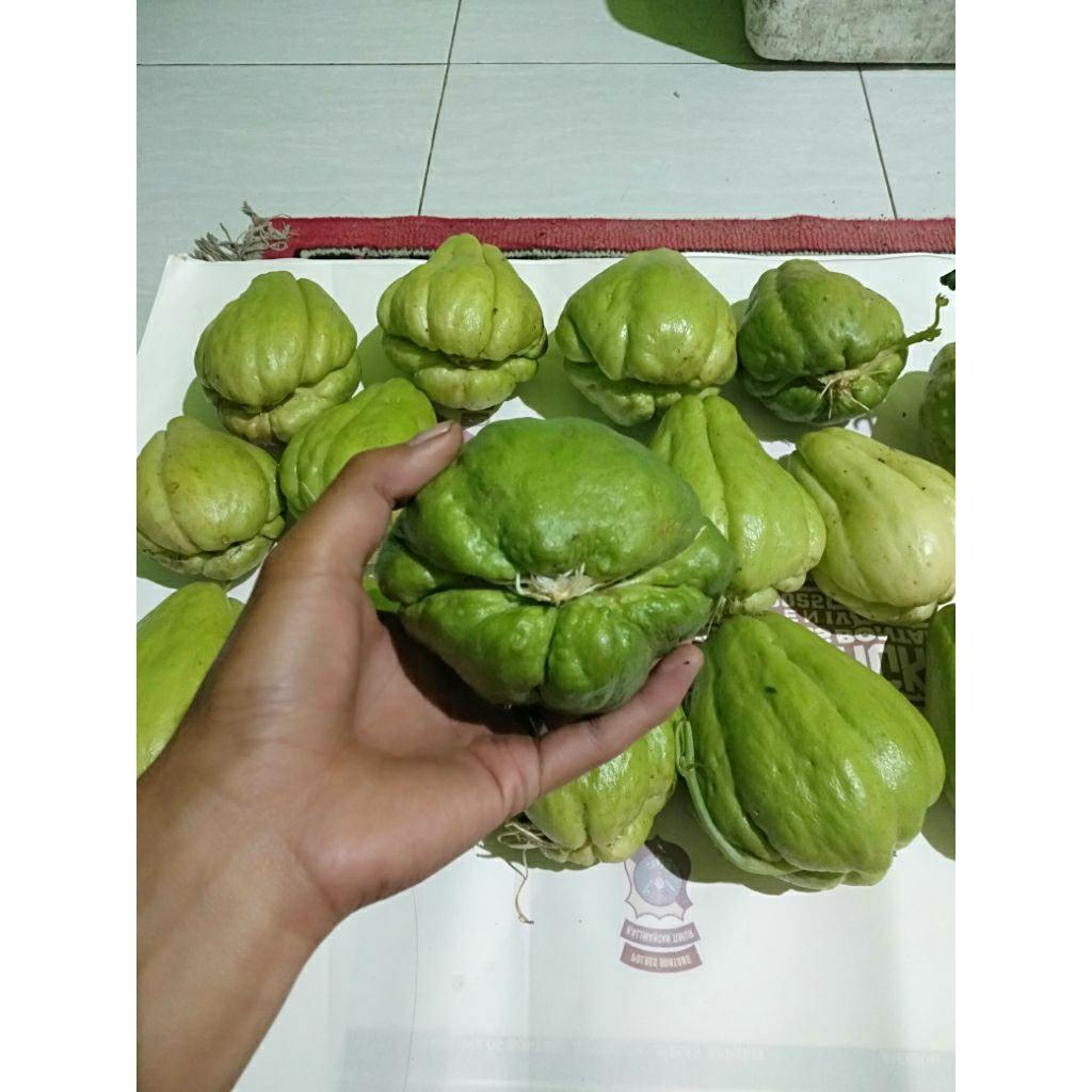 Bibit Labu Siam Siap Tanam-Bibit labu Siam-Bibit Labu Baby - Benih waluh siam