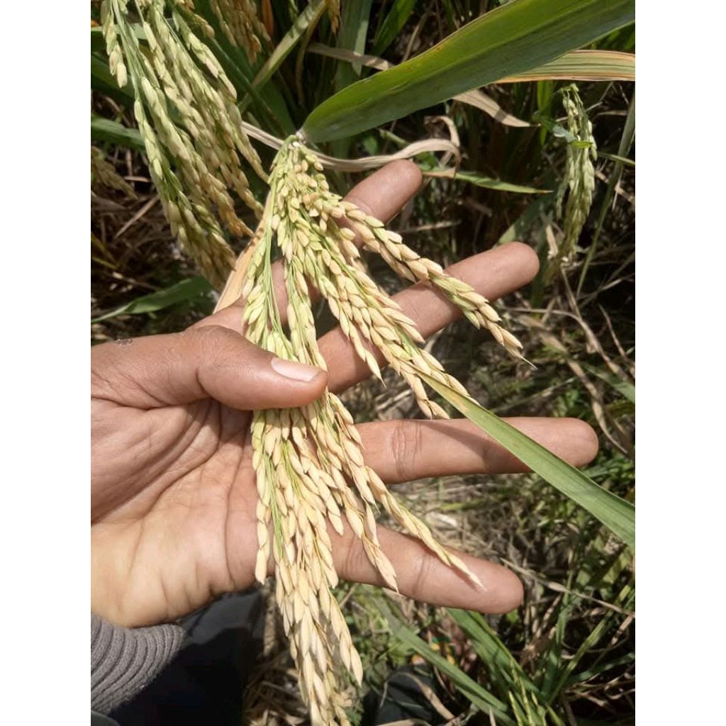 BENIH PADI KABIR 07KEMASAN 1KG ORIGINAL