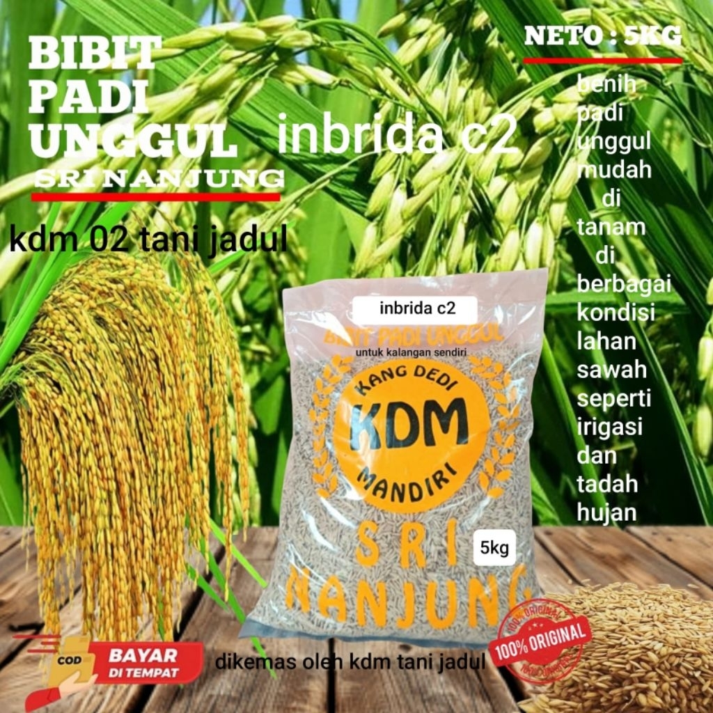 BENIH PADI INBRIDA C 2 KEMASAN 5KG BENIH PADI UNGGUL