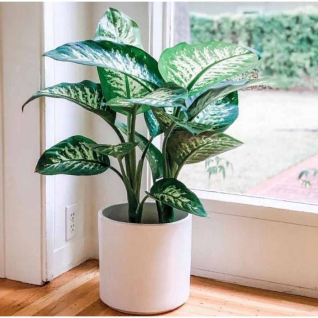 tanaman hias aglonema sri rejeki belanceng sri rejeki