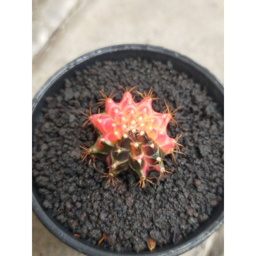 Gymno Miha Variegata Nyala mirip neon