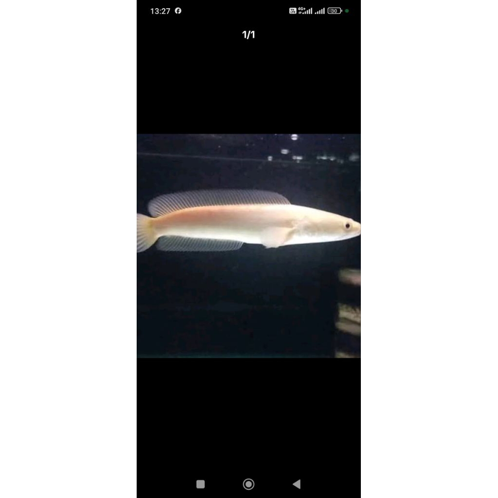 chana striata albino mata merah