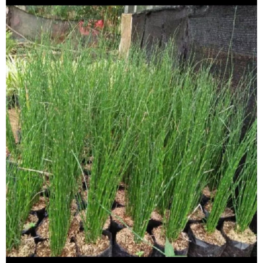 Tanaman hias bambu air|Bibit bambu air |Tanaman hias bambu air