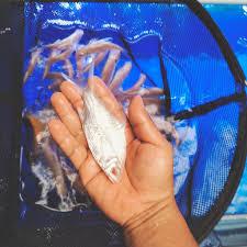 ikan hias kaviat platinum mata merah size 10-12 cman